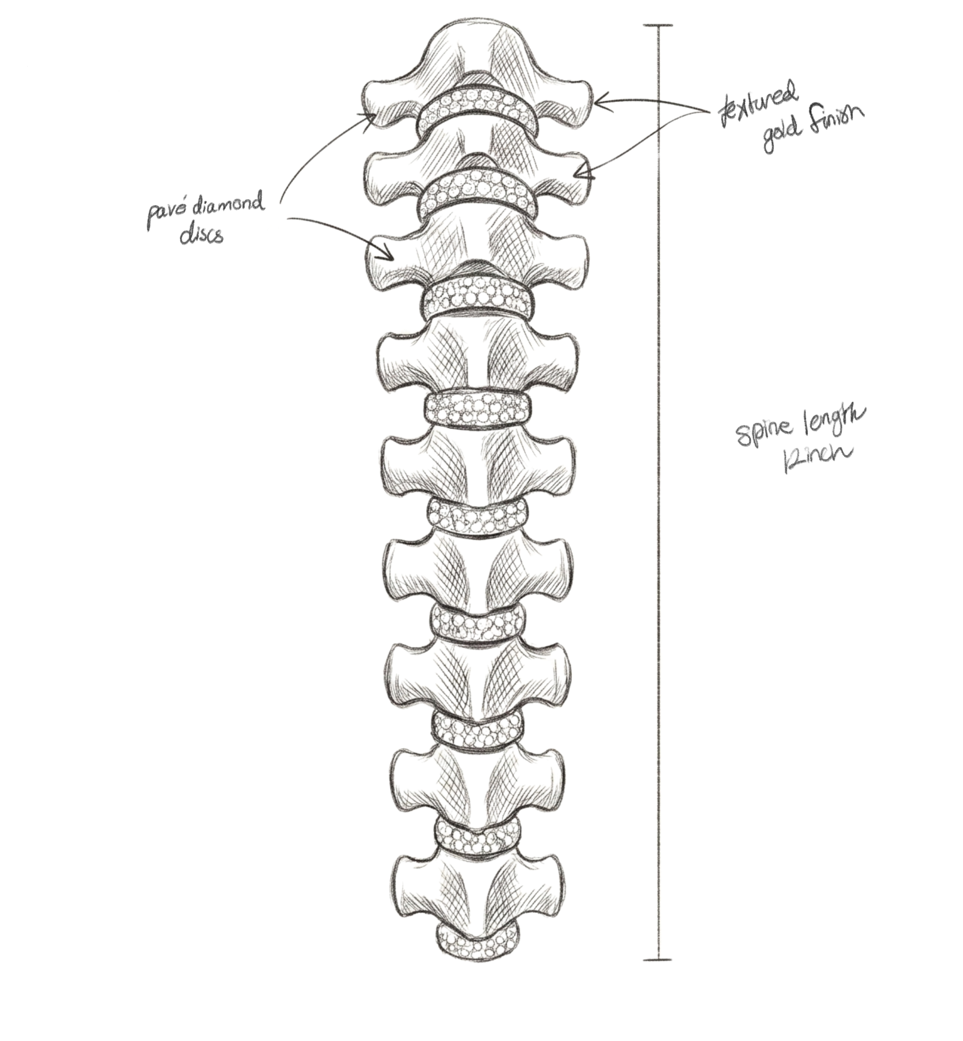 Spine vertebrae study sketch
